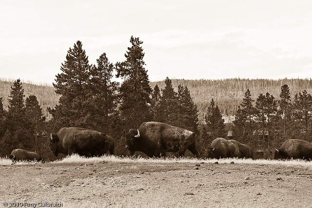 Bison near Old Faithful