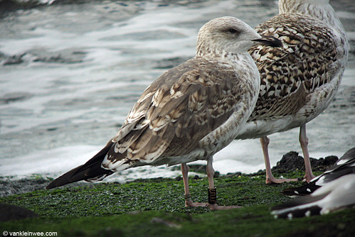 Nordic Lesser Black-backed Gull, adult, Bk[JYU7]