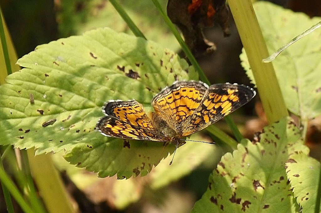 Pearl Crescent Butterfly  5