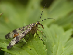 Scorpionfly (♂)