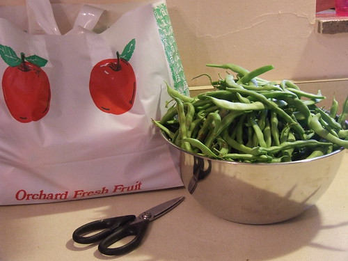 Green Bean Harvest
