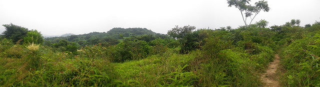 5/10/2010 Jungle Trail Run