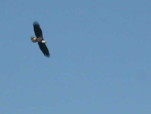 Distant Bald Eagle 20101007