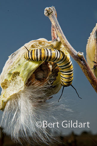 MonarchCaterpillars-8