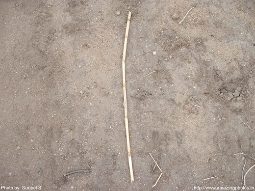 A Stick on Ground
