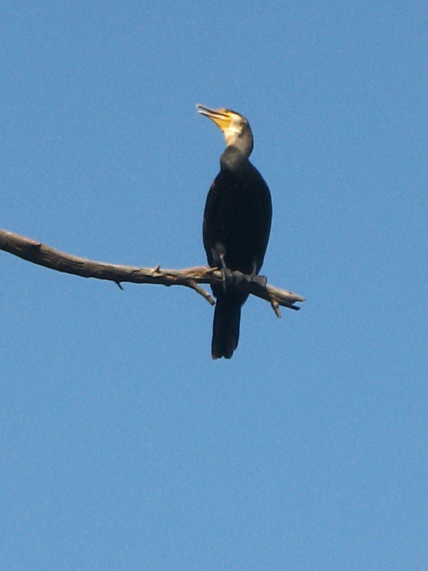 20-11-2010-cormorant9