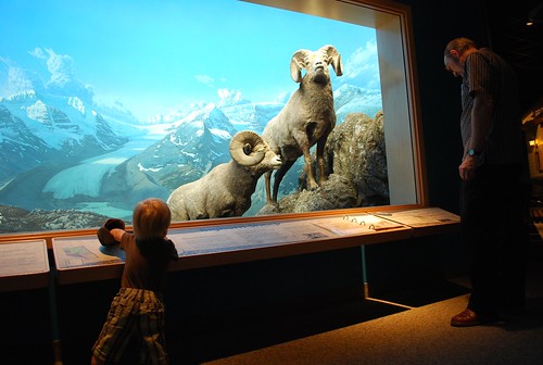 Big horn sheep at the Royal Alberta Museum