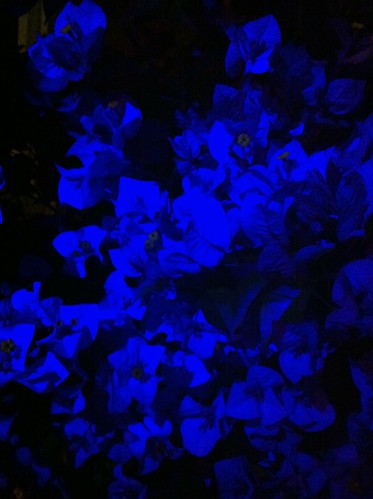 UV Infused Flowers
