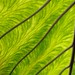 Green leaf - alien skin