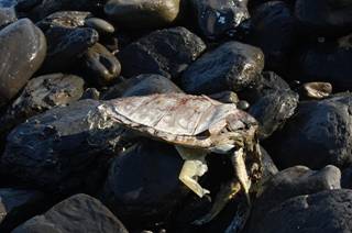 阿朗壹海灘上海龜的遺體，具豐富的生命相的海灘。郭靜雯提供