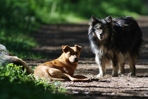Stray dogs in the forest