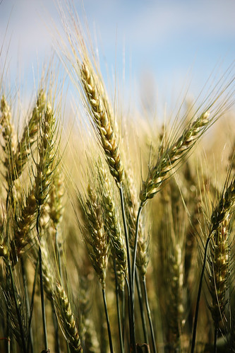 66/365 - fields of barley - 6:28pm