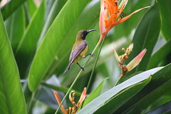 Olive-backed sunbird (male) (Cinnyris jugularis)
