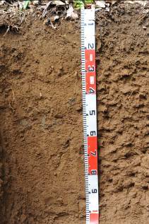 蘭嶼的低海拔森林土壤（右）則受制於高溫，有機物分解殆盡，土壤表面並無明顯的腐植層。潮溼高溫條件下，土壤礦物受到強烈風化，各類鹽基被洗出，只殘留溶解度低的氧化鐵，形成典型的深紅色。即使熱帶土壤欠缺明顯的腐植層，土壤中的腐植質仍然扮演重要的功能。