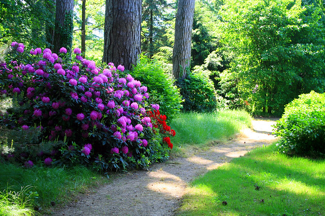 Il grande parco giardino del Castello di bagnolo Piemonte con fioritura di rododendri e azelee