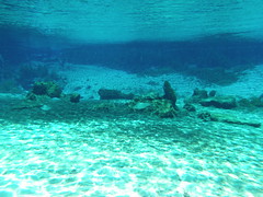 Underwater in the Headspring area
