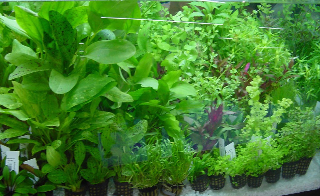 bitkili akvaryum, akvaryum bitkisi, aqua, aquarium, Bitkili, bitkili akvaryumlar, Fotoğraflar, picture, plant,