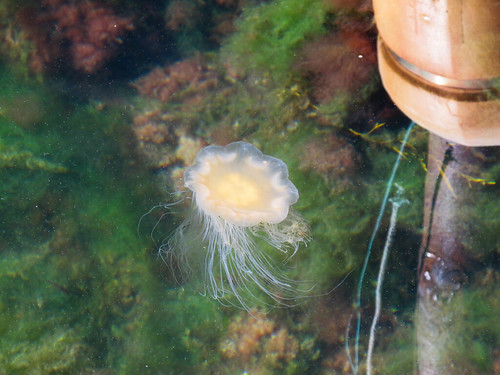 Wild Jellyfish - Tau Harbor, Norway