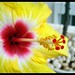 மூவண்ண மலர் / Tricolor flower