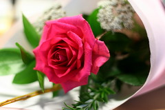 Fuchsia Rose
