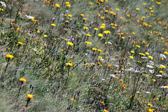 wildflowers 082