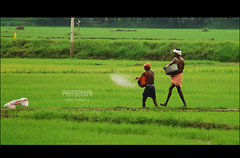 Farmerzy na plantacji ryżu