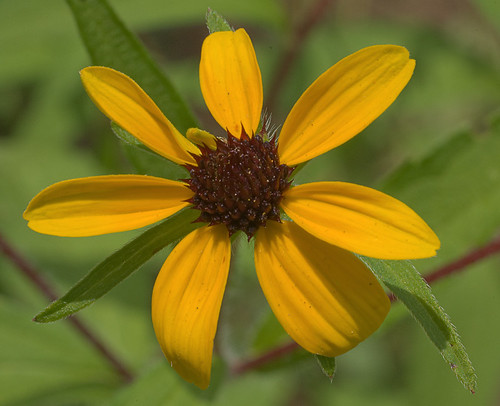 Babler State Park, in Wildwood, Missouri, USA - yellow flower 2
