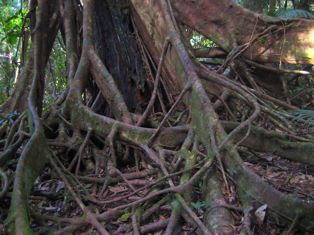 strangler fig roots
