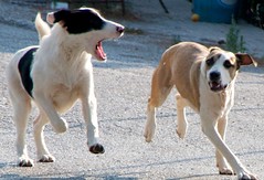 Dogs at Mycenae