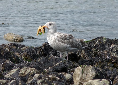 22246 - Herring Gull eating Starfish