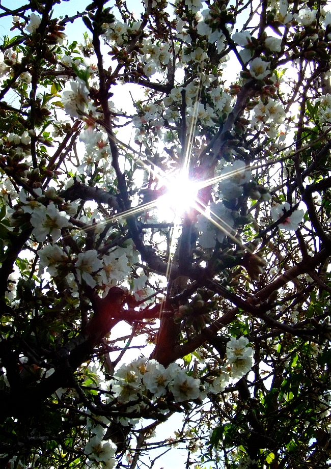 almond blossoms 02