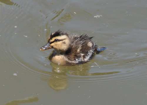 The little duckling that could... Lake Decatur, Illinois, July 2010
