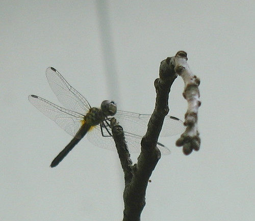 nature notes dragonflyI MG_2971b