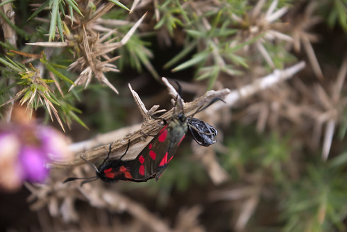 Six-Spot/Red Burnet Moth