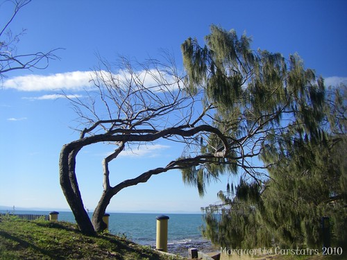 Windshaped at Dayman Park Beach Hervey Bay
