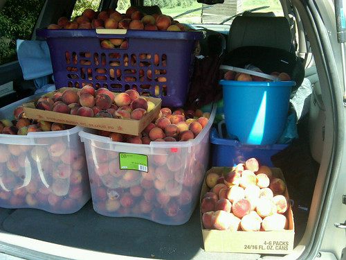 250 to 300lbs of peaches