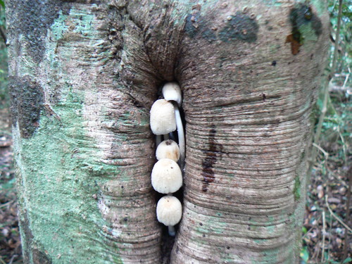 Fungi in tree cleft