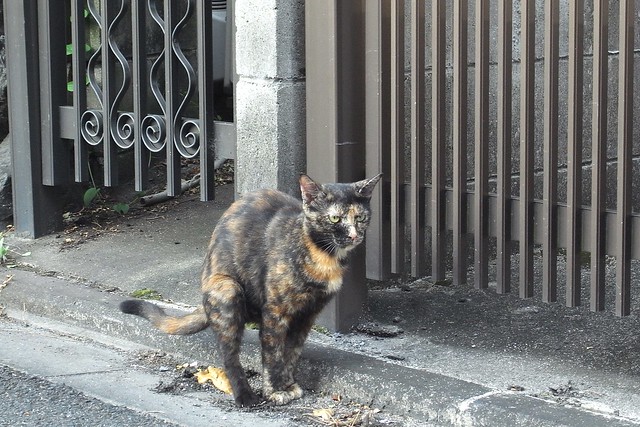 Today's Cat@2010-09-02