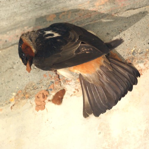 Barn Swallows starting a nest