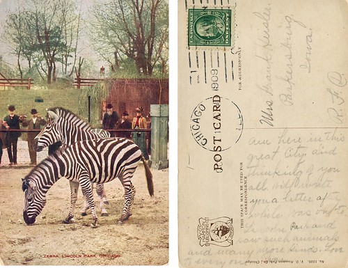 Zebras - Lincoln Park Zoo 1909