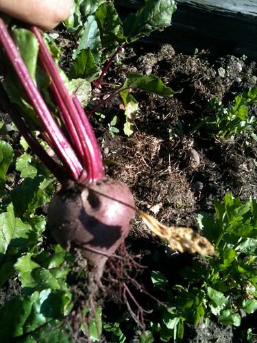 first beetroot