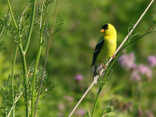 American Goldfinch 20100630
