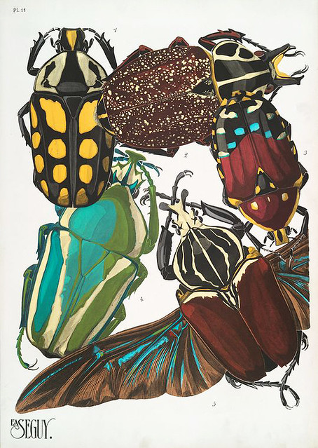 018-Insectes vingt planches en phototypie coloriées…1928- Eugene Alain Seguy