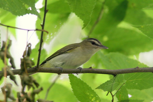 Red-eyed Vireo 20100705