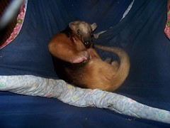 Eldorado in his hammock