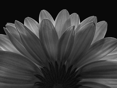 Black And White Daisy Photography. lack and white Gerbera Daisy