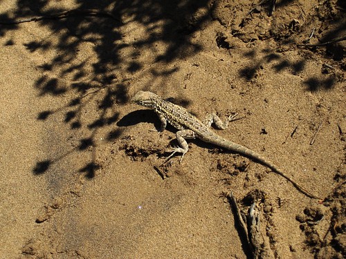sandy lizard