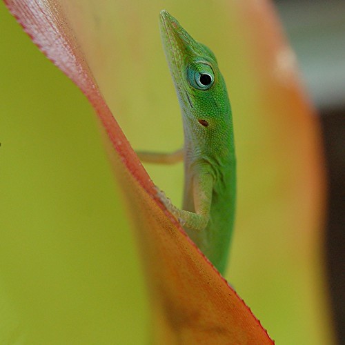 Curious Anole couldn't stand not knowing whether I was still there... or not
