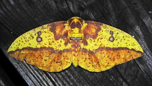 Imperial Moth - Eacles imperialis