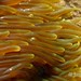 P7150560 giant carpet anemone (Stichodactyla gigantea)wtmk